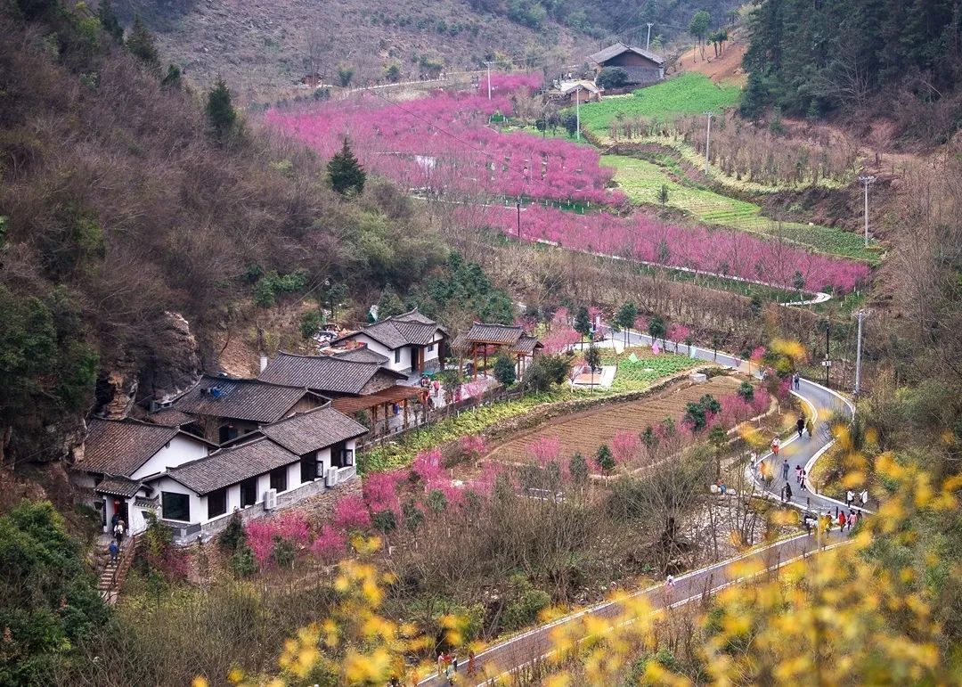 游客在文峰乡太和梅花谷风景区赏梅.jpg 图片