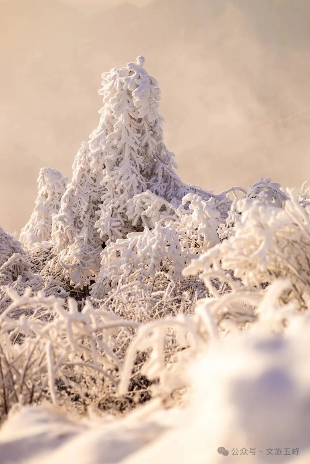寻冰访雪，邂逅五峰仙境！