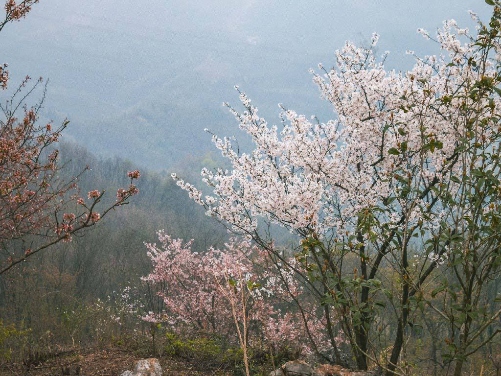 茅井村