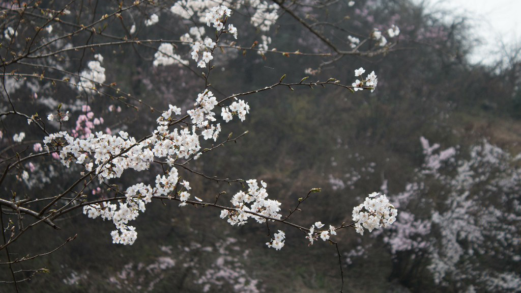 桃源小镇